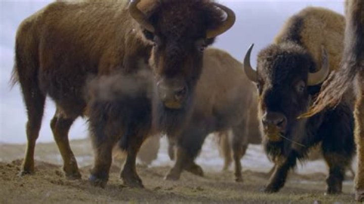 10 Native American films currently on Netflix