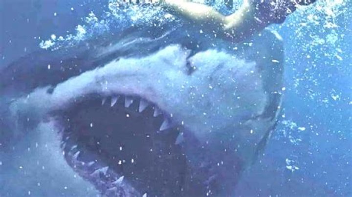 A giant shark thriller takes a bite out of the Netflix charts