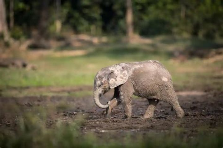 Andrea Turkalo Wikipedia: Everything To Know