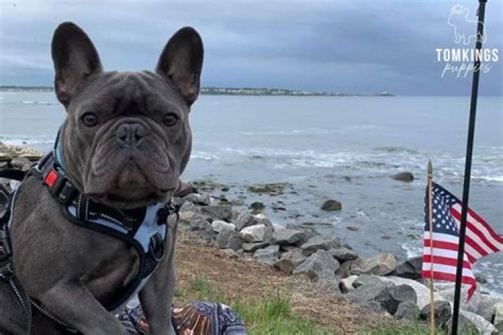 Are Frenchies Smart? – Celebrity