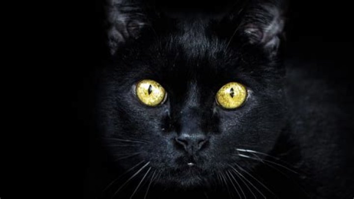 Happy National Black Cat Day, check out these six insane black cat superstitions
