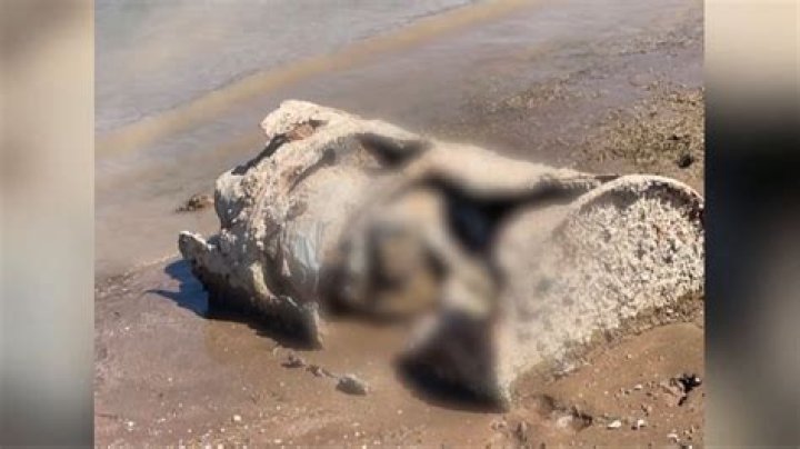 Bodies found in barrel Lake Mead pictures