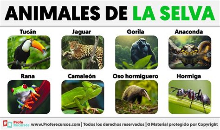 ¿Cómo se llama la niña que sale en el libro de la selva? – Celebrity