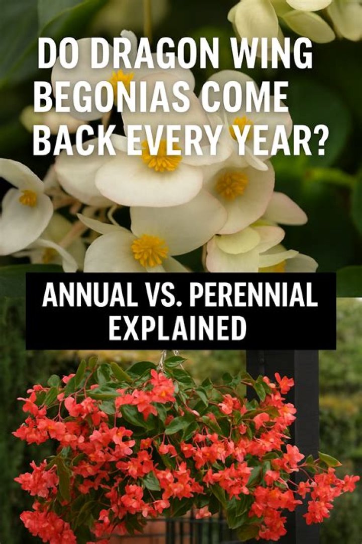 Do begonias come back year after year