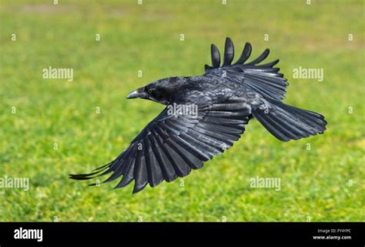 Do crows fly in snow? – Celebrity