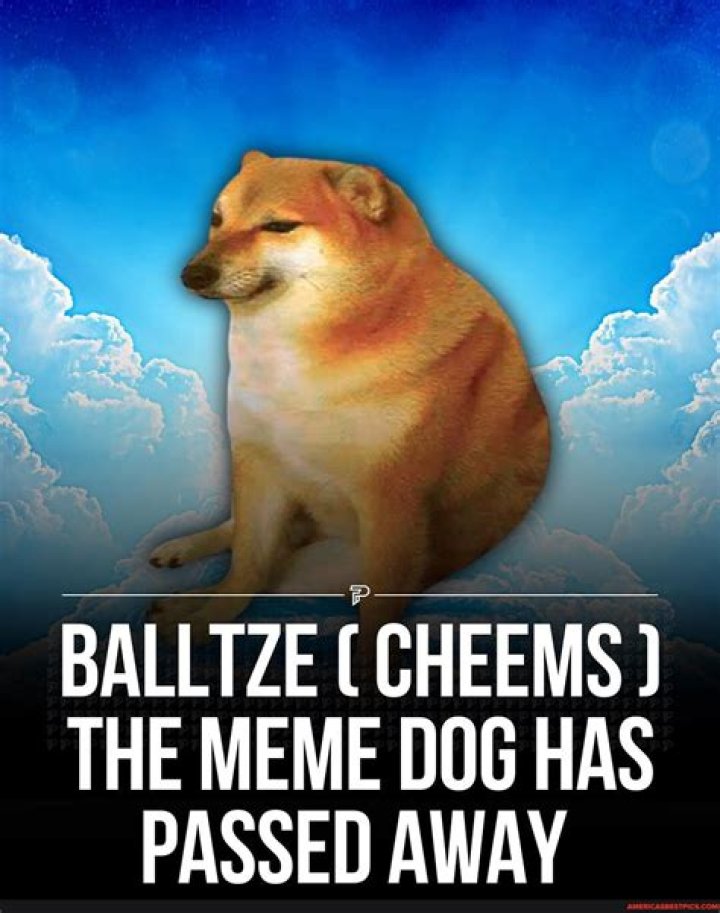 How Did Cheems Balltze Die? Dog Meme , What Happened To Cheems Balltze?