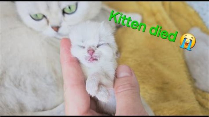 How Did Shane Dawson Kitten Died? – Celebrity