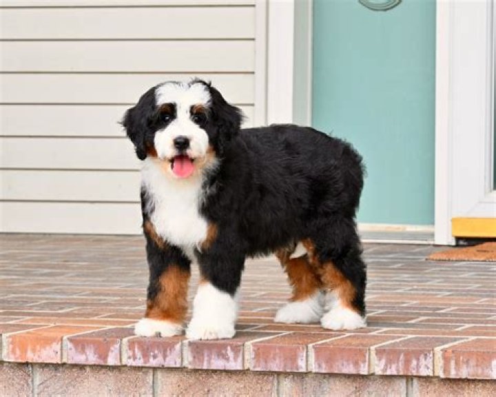 Dr. Howard Duncan, MD – Flint, MI