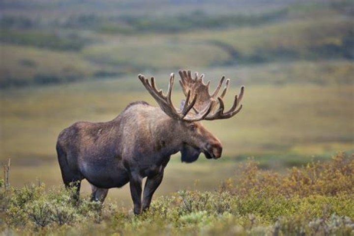 Is a moose a omnivore