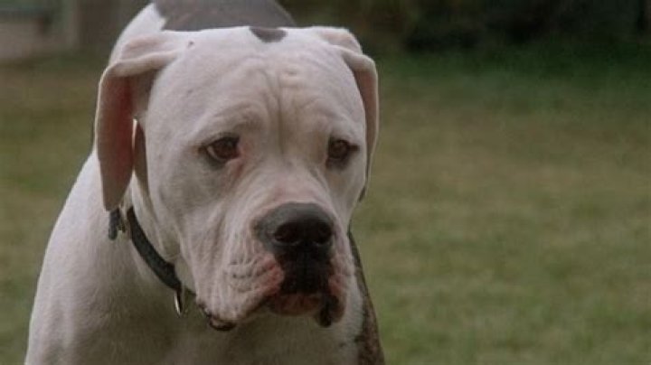 Is chance from Homeward Bound a pitbull? – Celebrity