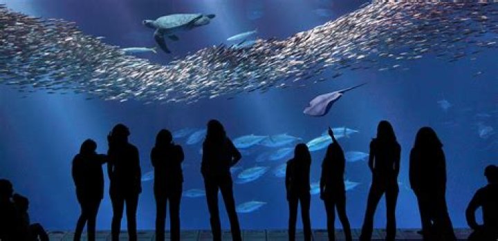 Is Monterey Bay Aquarium ethical? – Celebrity