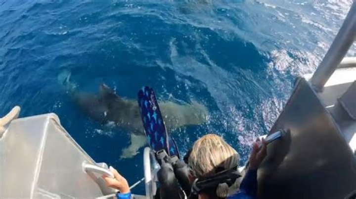 Jason Carter Dies in Fatal Shark Encounter off the Coast of Maui
