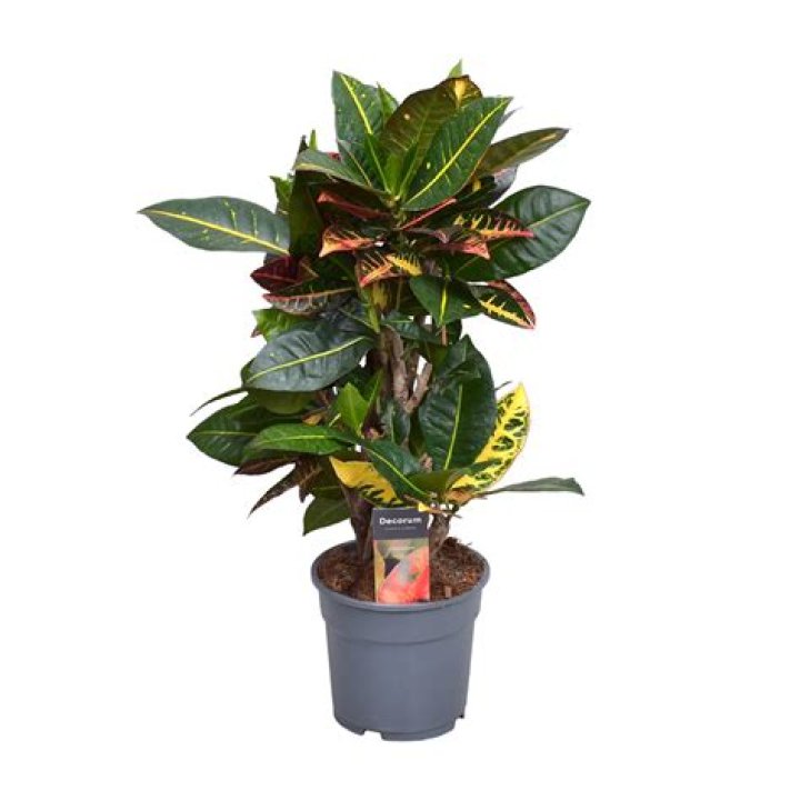 Dr. Jordan Iceton, MD – Beaumont, TX