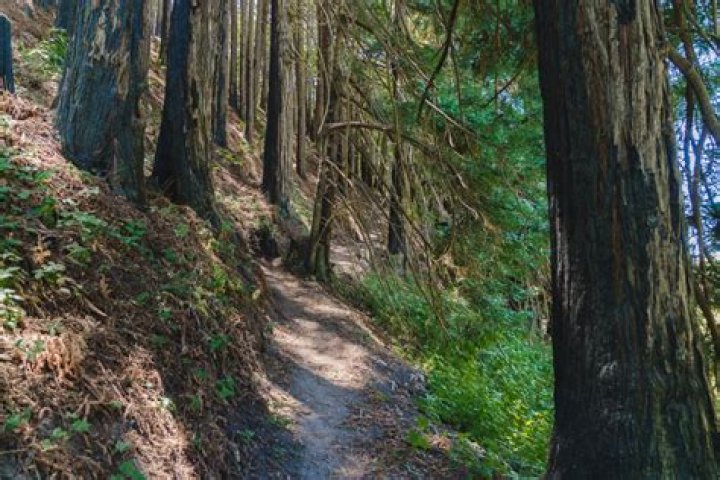 Missing Katie Schneider Update, Car Found Empty in the Santa Cruz Mountains