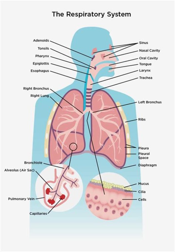 Directory of Physicians (MD/DO) in Pulmonology