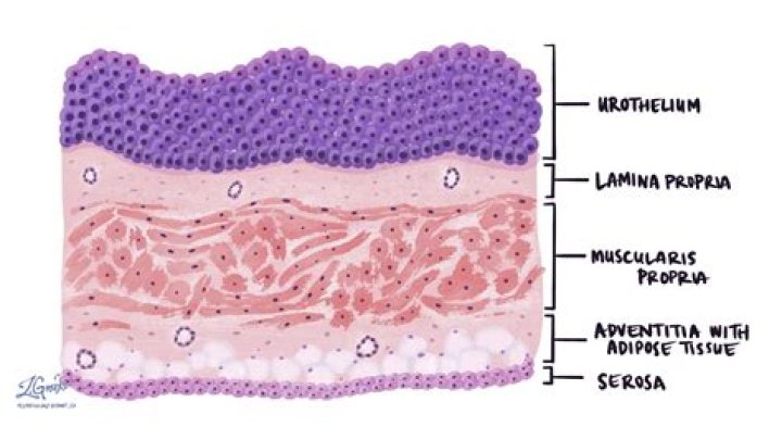 Dr. Richard Gorski, MD – Ringwood, IL
