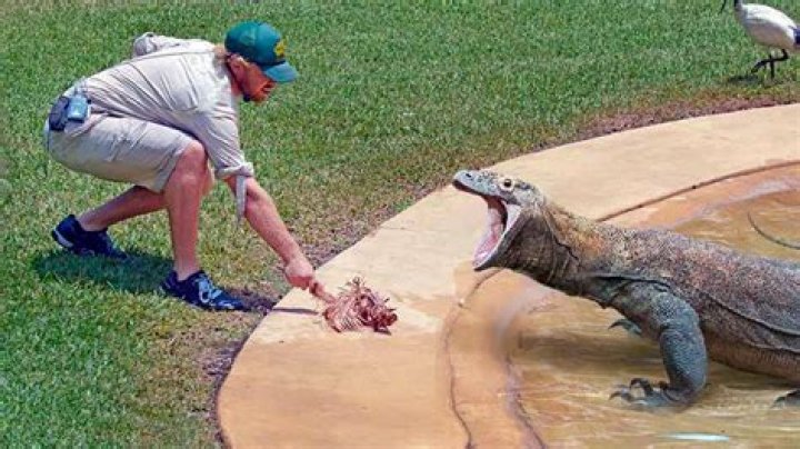 Sharon Stone husband accident: How Komodo dragon bit Phil Bronstein explained