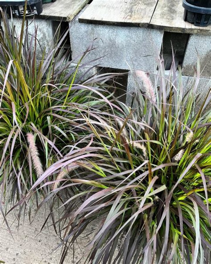 Dr. Sonni Elliott, MD – Detroit, MI