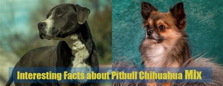 The Perfect Blend: Pitbull and Chihuahua Mix