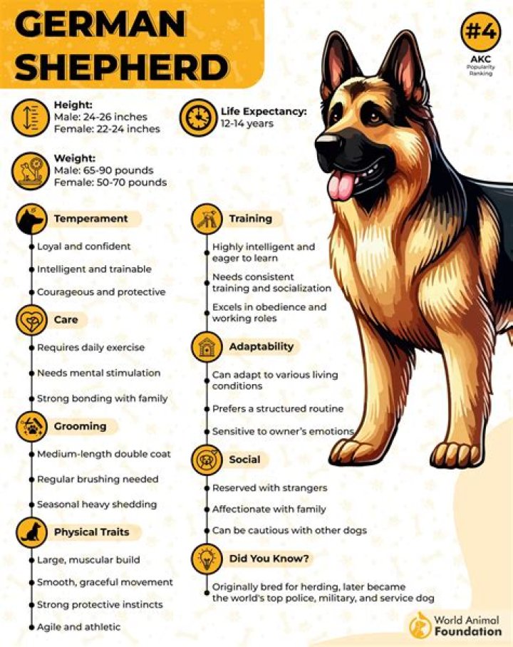Unleash The Secrets Of Gunther: The German Shepherd Millionaire