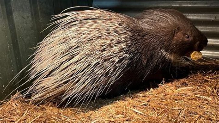 Was there a porcupine in Bambi? – Celebrity