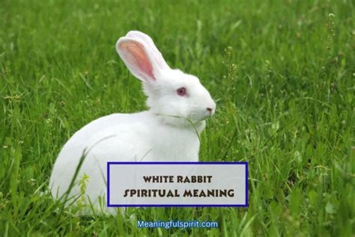 What does a white rabbit symbolize? – Celebrity