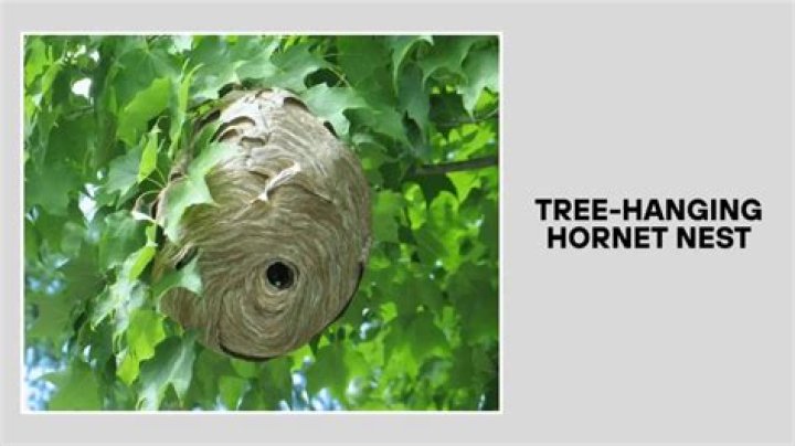 What is hornet nest? – Celebrity