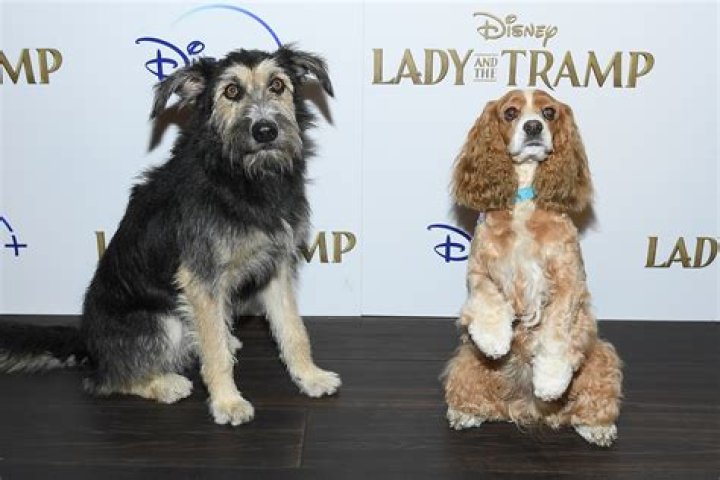 What kind of dog is peg from Lady and the Tramp 2019? – Celebrity