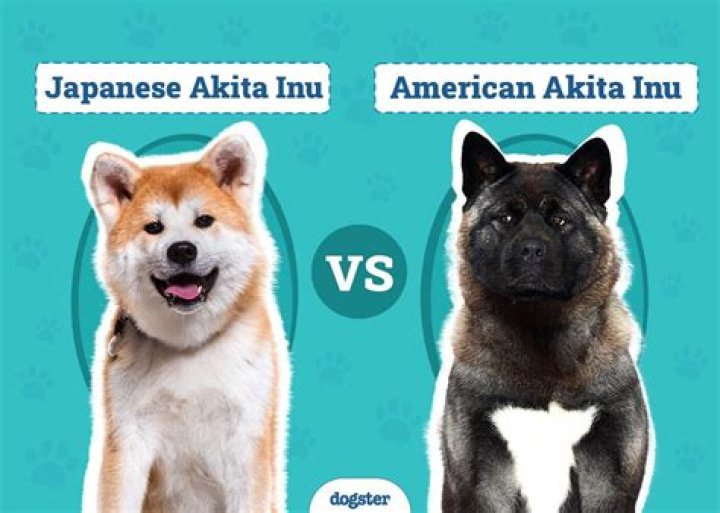 What nationality is Taro Daniel? Is Taro Daniel Japanese or American? Is Taro Daniel mixed?