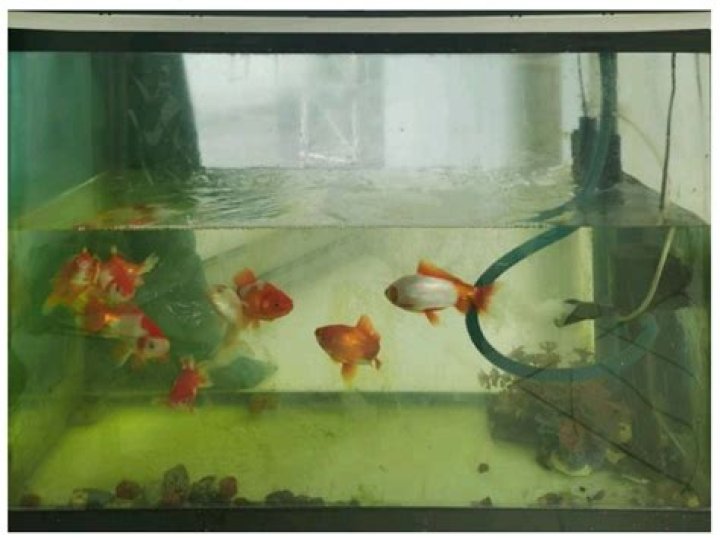 What’s the story behind the viral image of an unconscious guy lying in front of a fish tank?
