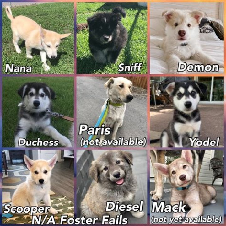 Who played demon in Snow Dogs? – Celebrity