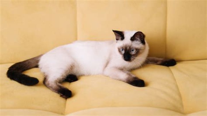 Why are Siamese cats called Meezers? – Celebrity