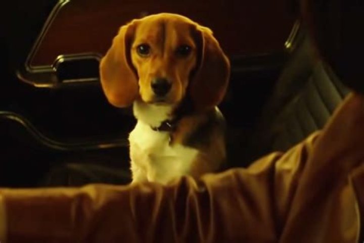 Why Did They Use Cgi Dogs In Cruella? – Celebrity