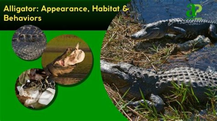 Why do alligators look like they’re smiling? – Celebrity