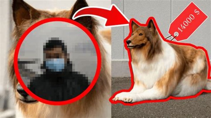 YouTuber goes viral for spending 2 million to become a dog [video]